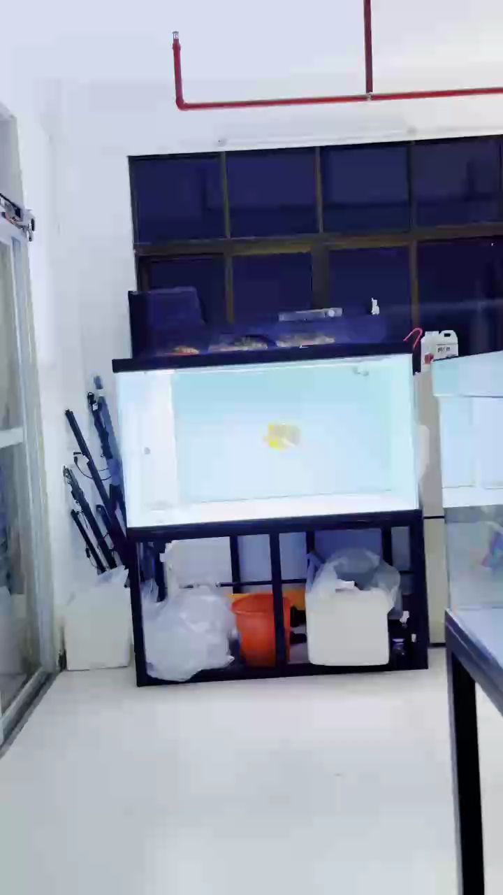 倒也不算驚艷，只是魚游的正歡，我若不駐足欣賞，倒顯得不解風(fēng)情，枉費了這春日里的生機