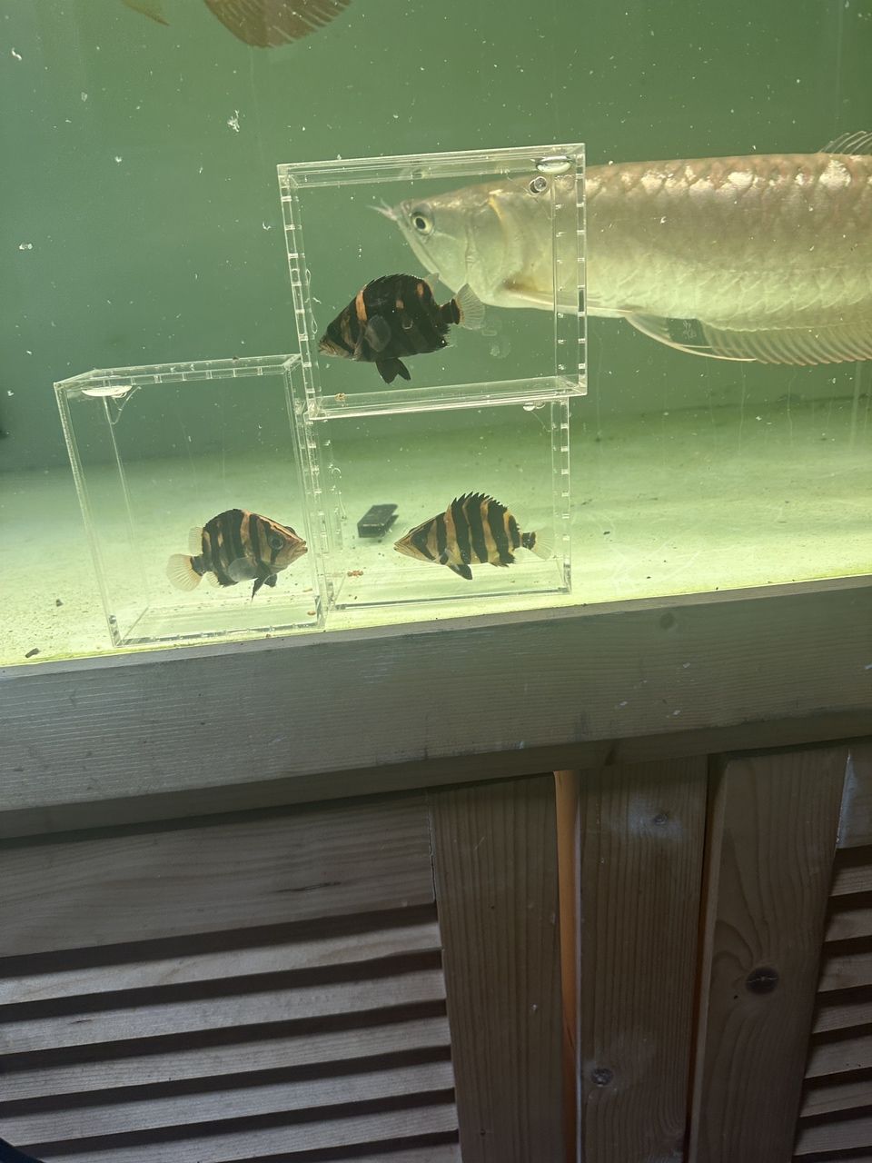 虎多多 虎多多 龍魚論壇