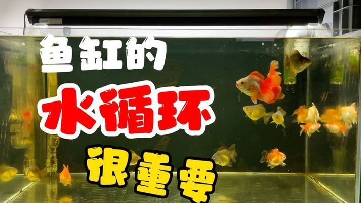 好魚缸有哪些標準和要求呢視頻，如何維護魚缸水質穩定