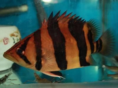 觀(guān)賞魚(yú) 價(jià)格一落千丈（觀(guān)賞魚(yú)市場(chǎng)的價(jià)格波動(dòng)并非偶然的價(jià)格波動(dòng)并非偶然）