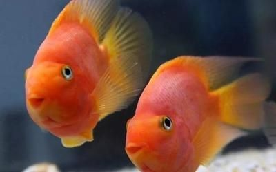 觀(guān)賞魚(yú) 價(jià)格一落千丈（觀(guān)賞魚(yú)市場(chǎng)的價(jià)格波動(dòng)并非偶然的價(jià)格波動(dòng)并非偶然）