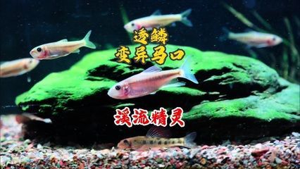 觀(guān)賞魚(yú) 價(jià)格一落千丈（觀(guān)賞魚(yú)市場(chǎng)的價(jià)格波動(dòng)并非偶然的價(jià)格波動(dòng)并非偶然）