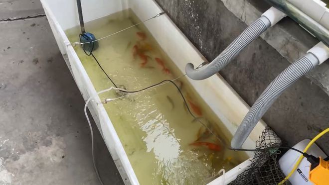 金龍魚養殖密度的最佳實踐：如何判斷金龍魚的養殖密度