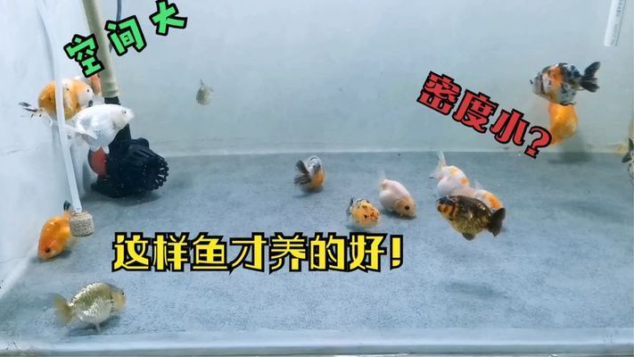 金龍魚養殖密度的最佳實踐：如何判斷金龍魚的養殖密度