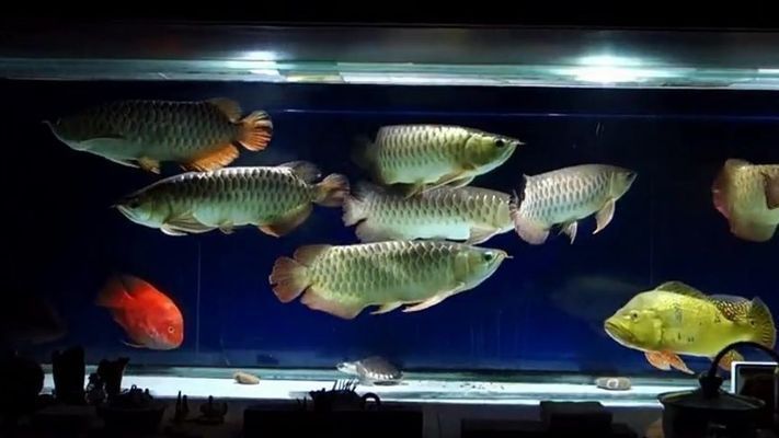 金龍魚養殖密度的最佳實踐：如何判斷金龍魚的養殖密度