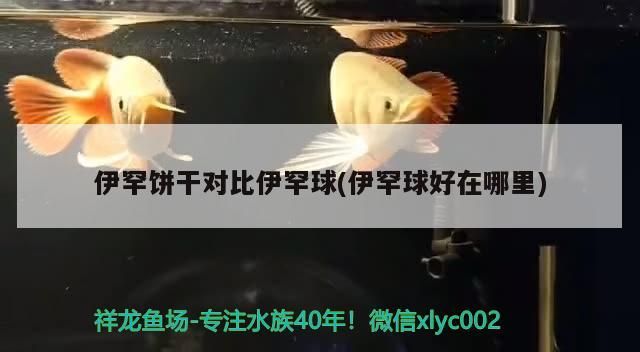 伊罕餅干對比伊罕球(伊罕球好在哪里)