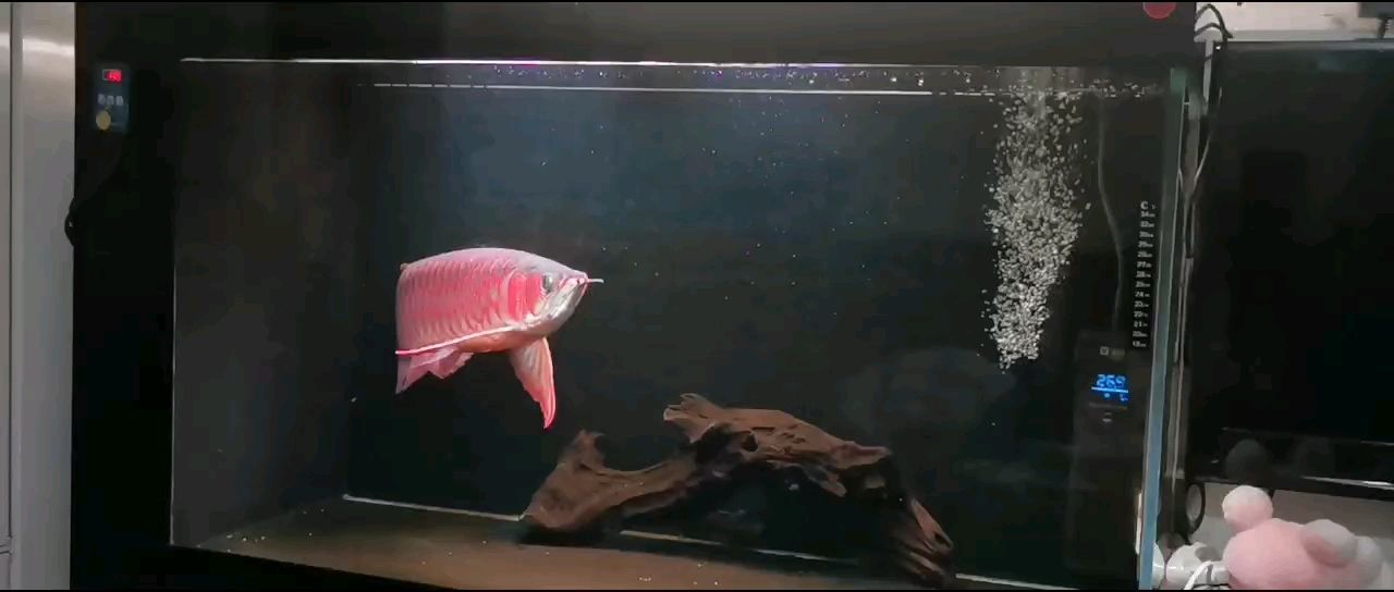 紅龍魚用黃燈烤有用嗎 你們的魚都喂什么?蝦吃完了。這幾天喂的都是大頭魚肉。 龍魚論壇 你們的魚都喂什么?蝦吃完了。這幾天喂的都是大頭魚肉。 你們的魚都喂什么?蝦吃完了。這幾天喂的都是大頭魚肉。 龍魚論壇