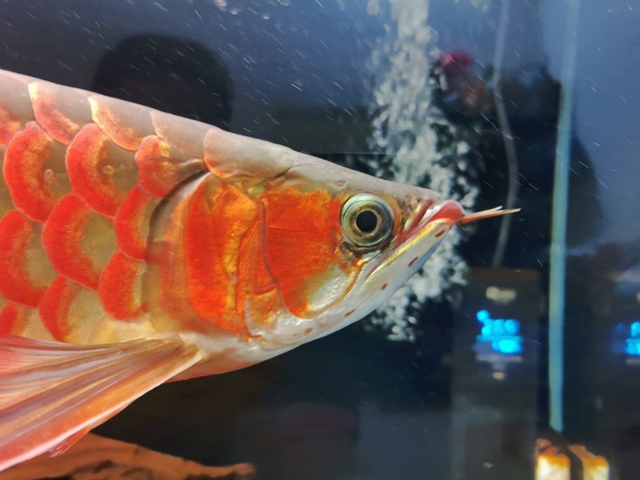 不知不覺一年多了，從30cm長到了50cm 還養在一米零八的魚缸了，唉！我對不住你。
