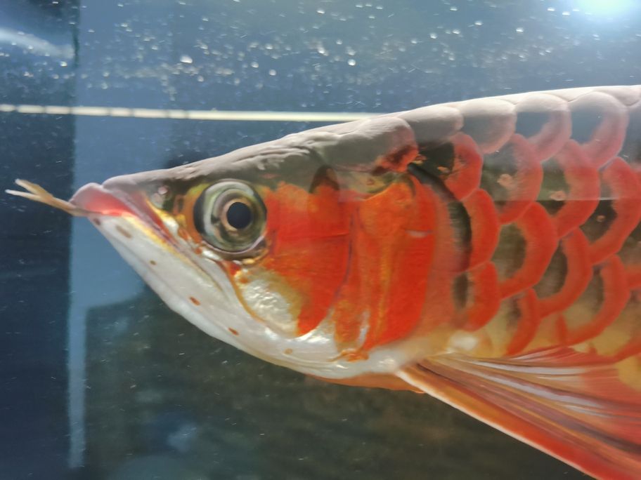 不知不覺一年多了，從30cm長到了50cm 還養在一米零八的魚缸了，唉！我對不住你。
