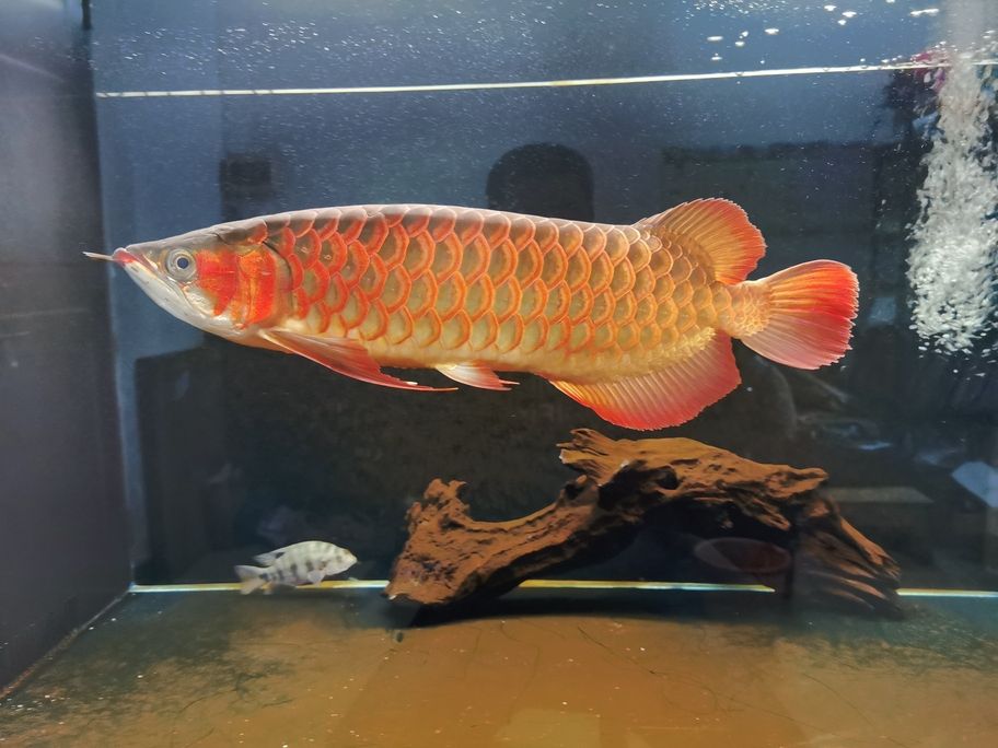 不知不覺一年多了，從30cm長到了50cm 還養在一米零八的魚缸了，唉！我對不住你。