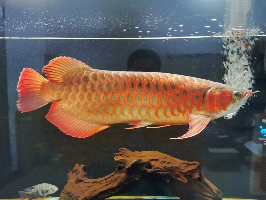不知不覺(jué)一年多了，從30cm長(zhǎng)到了50cm 還養(yǎng)在一米零八的魚(yú)缸了，唉！我對(duì)不住你。