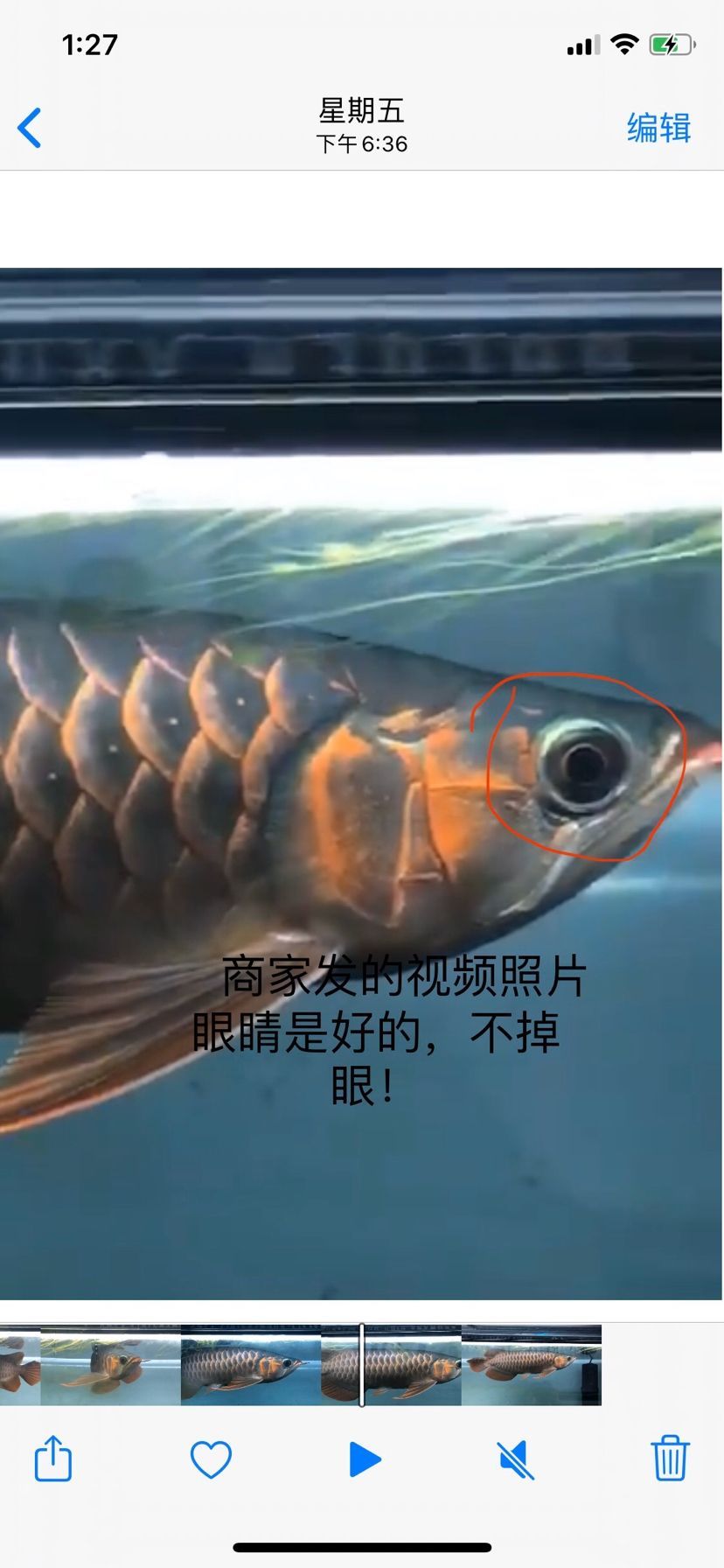 孟吉爾魚不對版 孟吉爾魚不對版 廣州孟吉爾 第8張