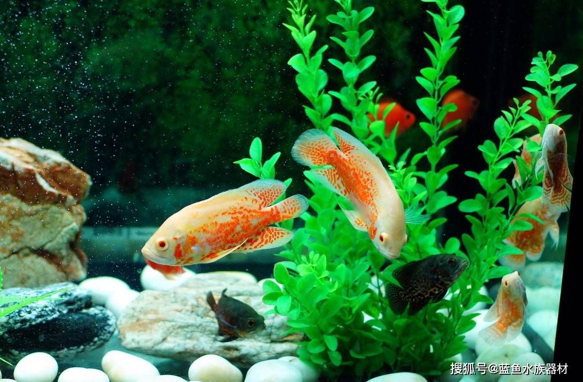 怎么區分紅龍魚的真假圖片：鑒真偽，紅龍魚辨別全攻略