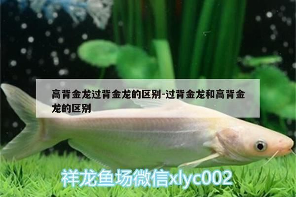 過背金龍魚好還是高背金龍魚好呢圖片：過背金龍魚和高背金龍的區別 過背金龍魚好還是高背金龍魚好呢圖片：過背金龍魚和高背金龍的區別 金龍魚百科 第1張