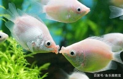 觀賞魚可以吃蚯蚓嗎（觀賞魚可以吃蚯蚓的餌料除了蚯蚓還可以食用哪些餌料）