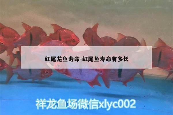 泰國虎魚馴餌技巧詳解，泰國虎魚最佳飼料選擇，泰國虎魚活餌消毒方法，泰國虎魚訓餌成功案例