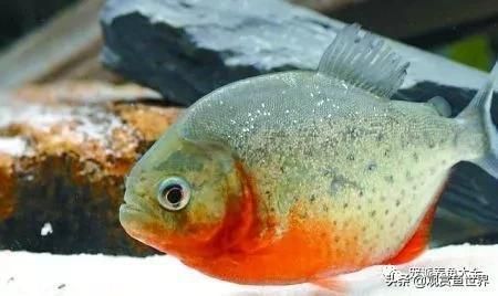 觀賞魚都有哪些是食人魚（世界十大最兇猛的魚類之一的食人魚品種之一胭脂食人魚）