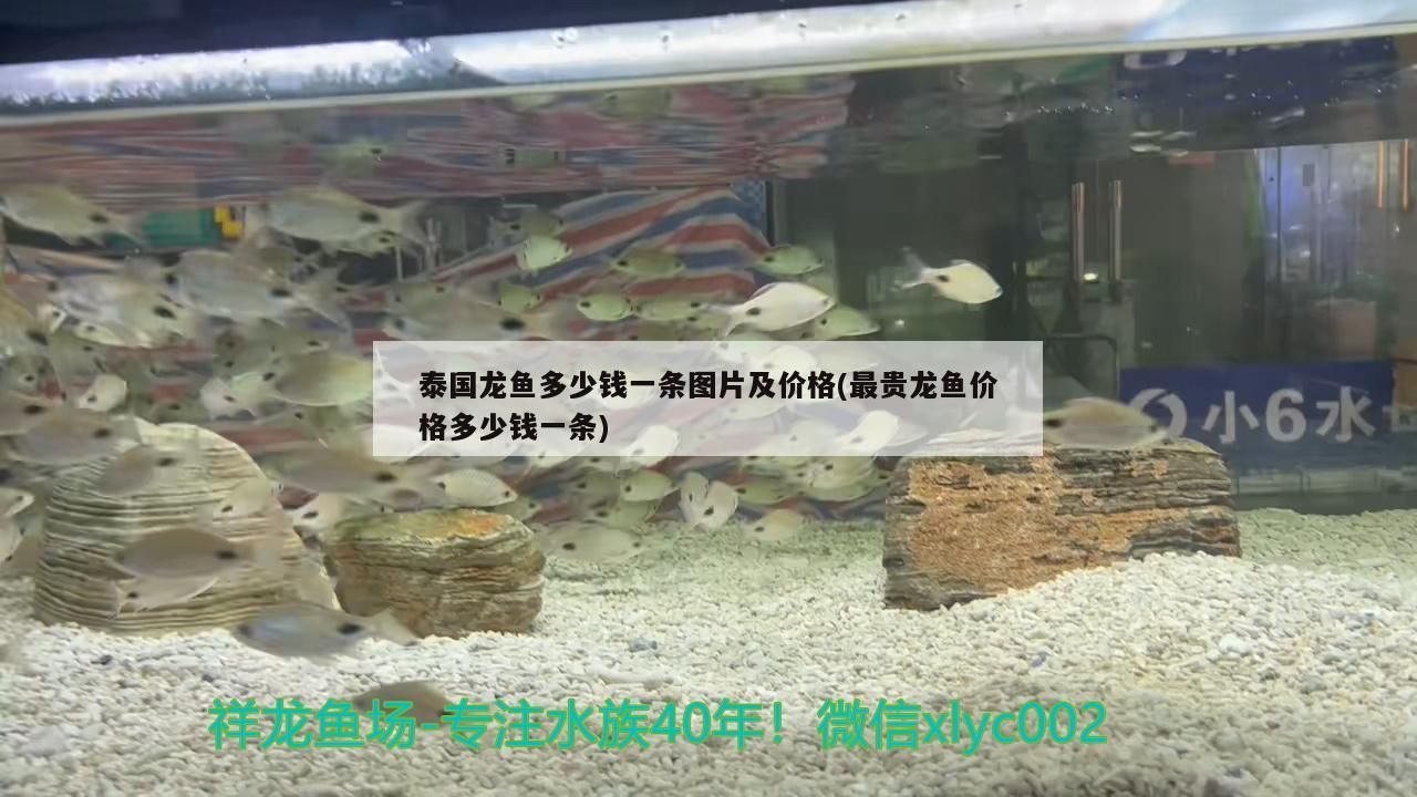 柳河魚缸批發市場(柳市魚缸店)