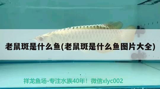 老鼠斑是什么魚(老鼠斑是什么魚圖片大全) 老鼠斑是什么魚(老鼠斑是什么魚圖片大全) 錦鯉魚百科