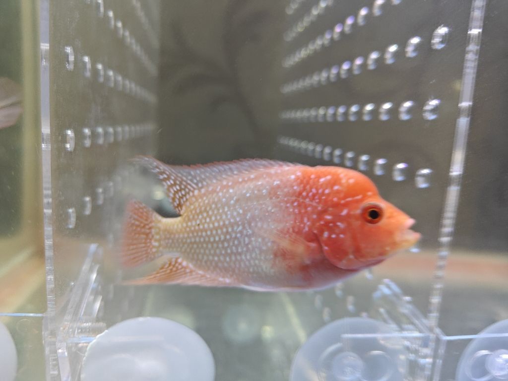 記錄下鳳的成長