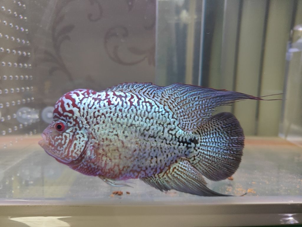 頭起不來呀[baiyan][baiyan][baiyan]