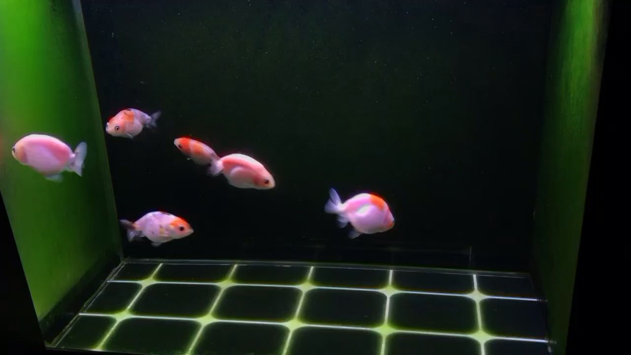 山東觀賞魚批發(fā)市場地址（ 山東最大的魚市）