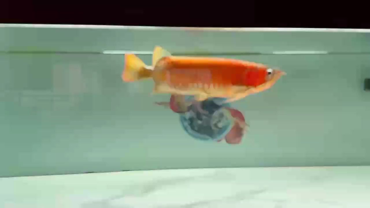 炮頭滿片紅