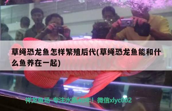 廣州龍魚之家怎么樣(廣州哪里買龍魚最便宜) 廣州龍魚之家怎么樣(廣州哪里買龍魚最便宜) 龍魚之家