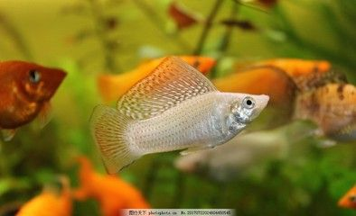 動物世界魚類觀賞魚有哪些(一些常見的觀賞魚種類及其特點) 武吉美拉金龍魚 第4張 動物世界魚類觀賞魚有哪些(一些常見的觀賞魚種類及其特點) 動物世界魚類觀賞魚有哪些(一些常見的觀賞魚種類及其特點) 武吉美拉金龍魚 第4張