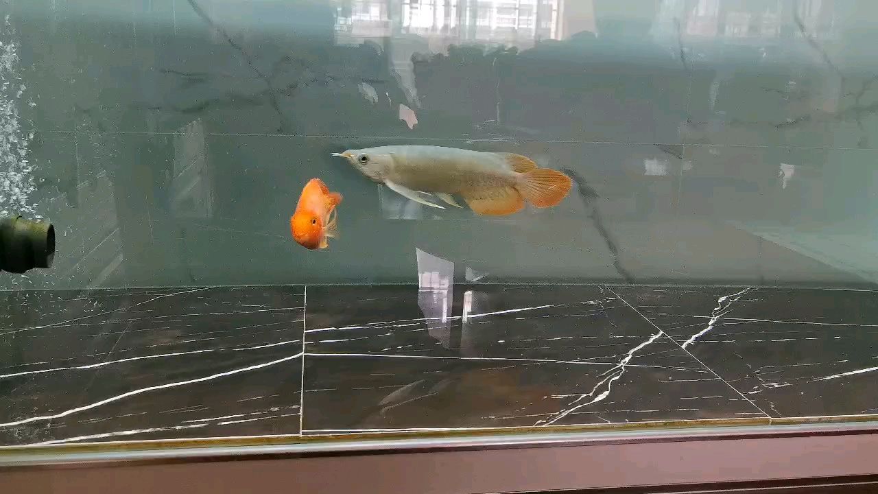 新魚入缸，記錄一下