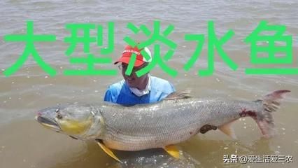 鳡魚能養魚缸里嗎（[需手動填充]魚和[需手動填充]魚的區別） 鳡魚能養魚缸里嗎（[需手動填充]魚和[需手動填充]魚的區別） 印尼大湖漁場產業聯盟 第2張
