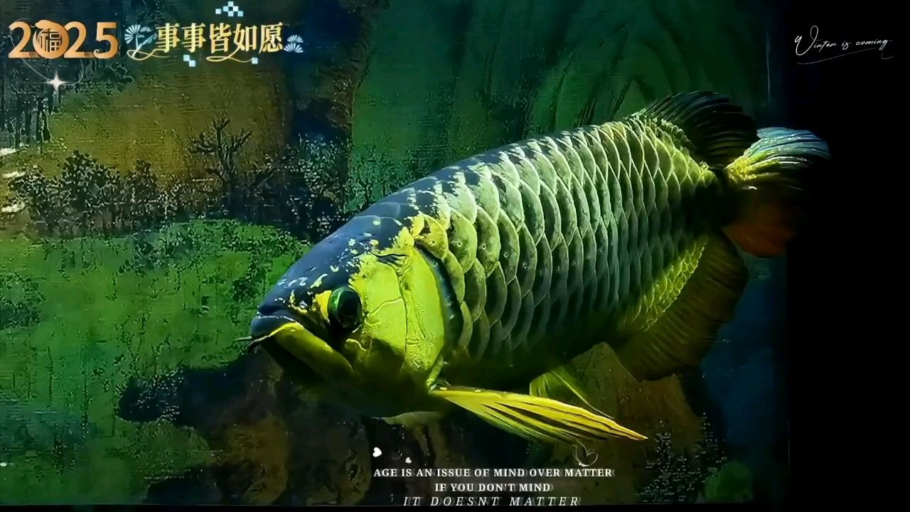 新加坡古典過背金龍