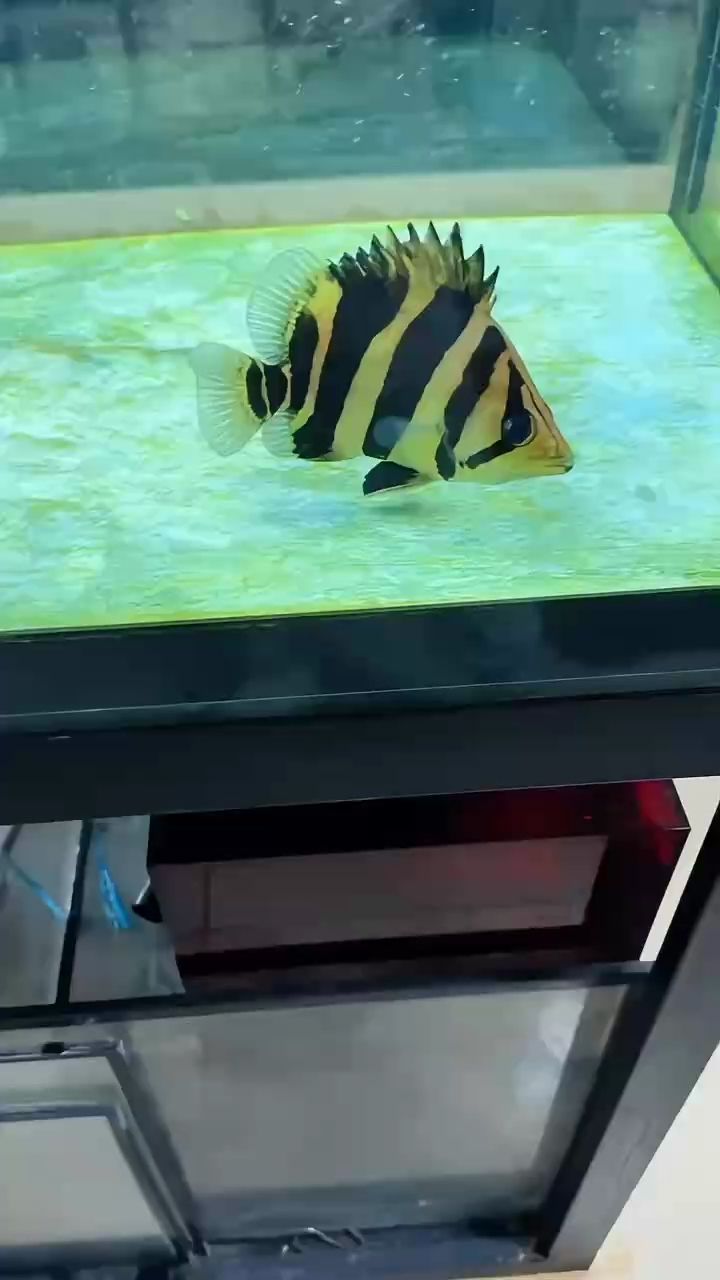 蘇虎頂級一三一四