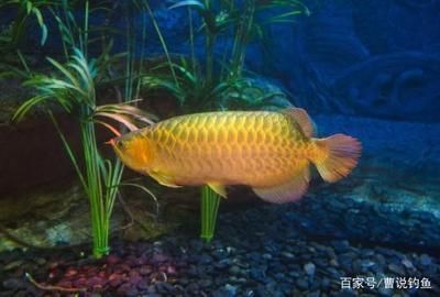 上海大型魚缸定制店， 上海大型魚缸定制店地址