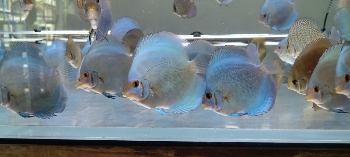 藍鉆的確有趣,暗時深藍,變換間姹紫,光線變亮又變成了七彩的霓虹。既有金屬的質感又有綢緞的高級。就顏色而言,他是不是才是真正意義上的七彩…… 龍魚論壇 第3張 藍鉆的確有趣,暗時深藍,變換間姹紫,光線變亮又變成了七彩的霓虹。既有金屬的質感又有綢緞的高級。就顏色而言,他是不是才是真正意義上的七彩…… 藍鉆的確有趣,暗時深藍,變換間姹紫,光線變亮又變成了七彩的霓虹。既有金屬的質感又有綢緞的高級。就顏色而言,他是不是才是真正意義上的七彩…… 龍魚論壇 第3張