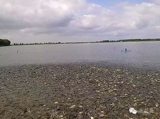 如何判斷黃金貓魚幼魚飽食（關于黃金貓魚幼魚飽食的判斷，沒有直接的信息來源）