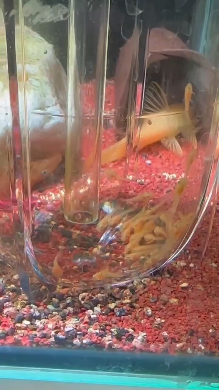 魚缸用增氧泵價(jià)格是多少:魚缸增氧機(jī)-xtrac增氧機(jī)-xtrac增氧機(jī) 黃金胡子 龍魚論壇 黃金胡子 黃金胡子 龍魚論壇