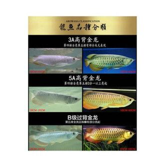 過背金龍魚什么時候發色最好看呢圖片：過背金龍魚發色影響因素