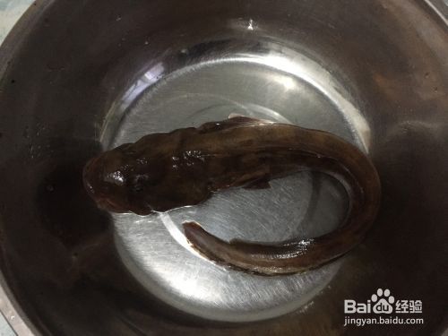 和尚魚怎么樣最佳（和尚魚的繁殖行為）