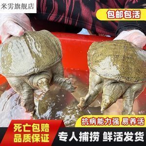 什么樣的龍魚專用飼料比較好養活呢，如何選擇合適的龍魚專用飼料對于養活龍魚的注意事項