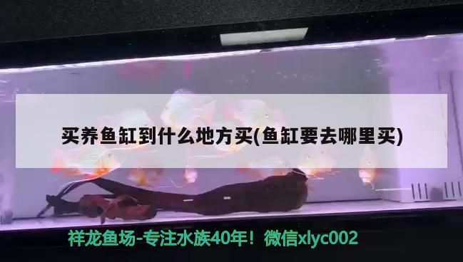 怎么能讓龍魚不打架呢：探尋讓龍魚和諧共處之道，避免打架的秘訣