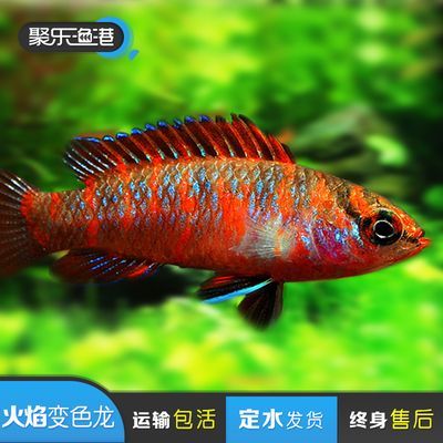 冬天觀賞魚如何發快遞(冬天發快遞觀賞魚需要注意保暖措施以確保觀賞魚運輸過程中存活) 愛龍仕 第4張 冬天觀賞魚如何發快遞(冬天發快遞觀賞魚需要注意保暖措施以確保觀賞魚運輸過程中存活) 冬天觀賞魚如何發快遞(冬天發快遞觀賞魚需要注意保暖措施以確保觀賞魚運輸過程中存活) 愛龍仕 第4張