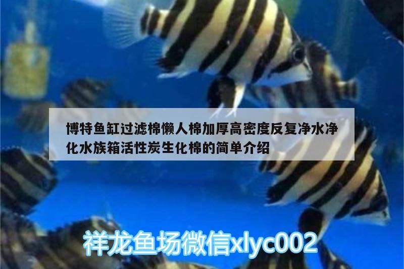我的虎魚真菌感染了要怎么處理 博特魚缸過濾棉懶人棉加厚高密度反復凈水凈化水族箱活性炭生化棉的簡單介紹 博特水族 博特魚缸過濾棉懶人棉加厚高密度反復凈水凈化水族箱活性炭生化棉的簡單介紹 博特魚缸過濾棉懶人棉加厚高密度反復凈水凈化水族箱活性炭生化棉的簡單介紹 博特水族