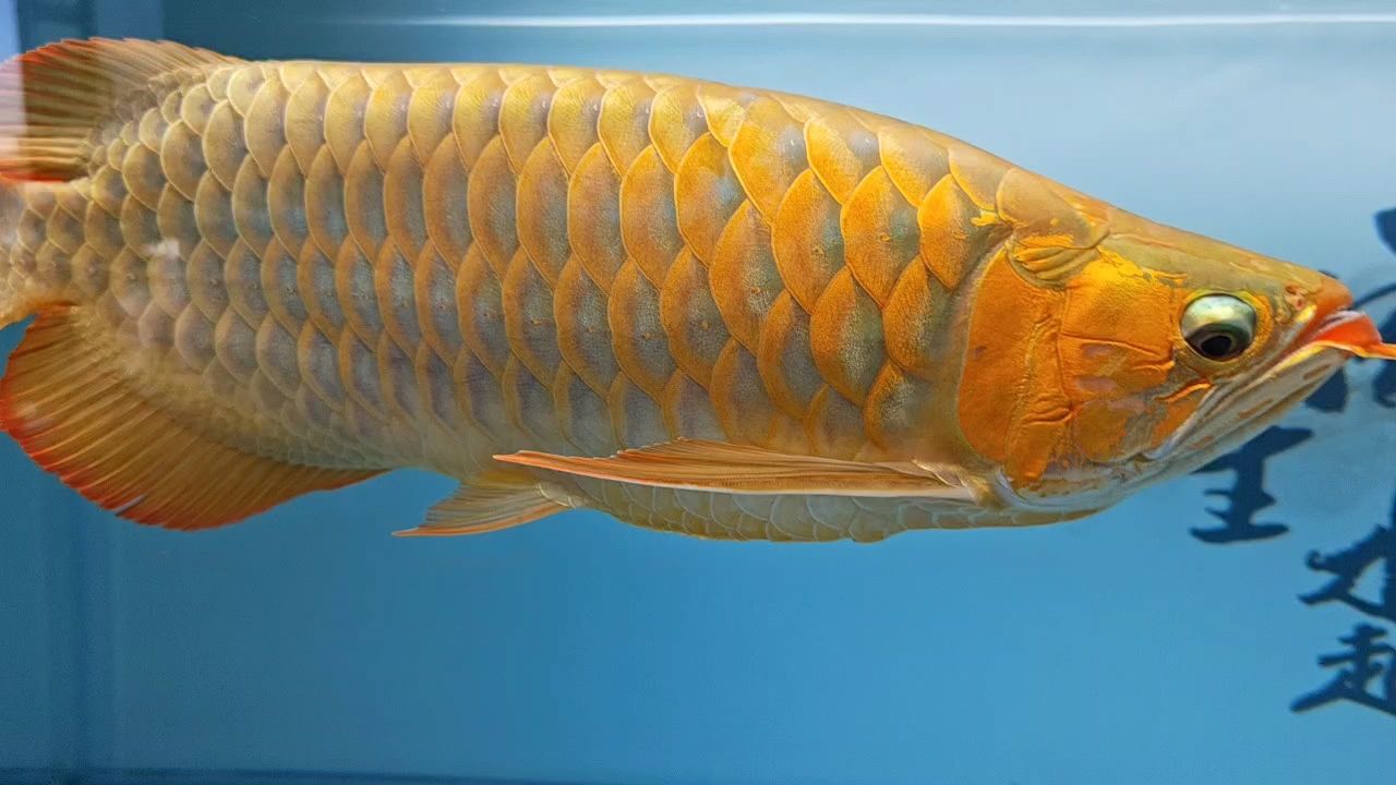 每天都是精神矍鑠?????? 每天都是精神矍鑠?????? 龍魚論壇