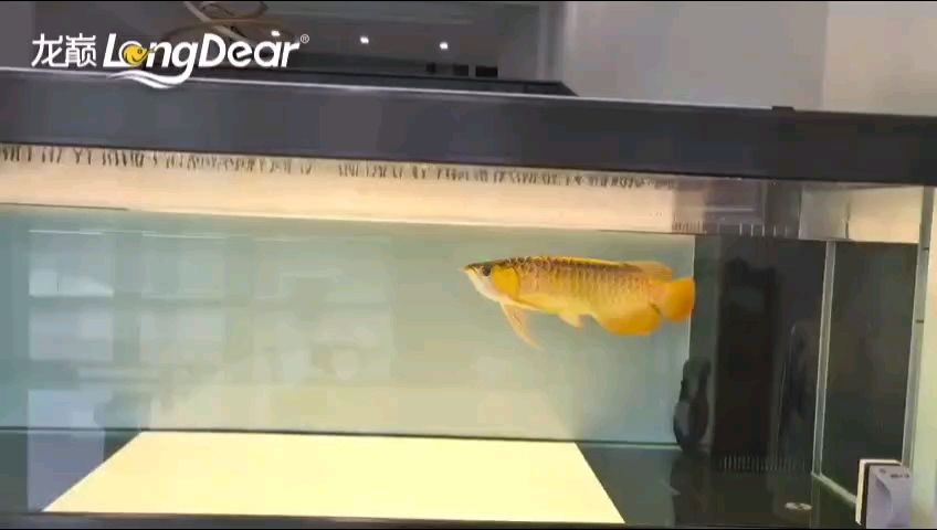 鸚鵡魚和銀龍魚混養(yǎng)怎樣喂食 轉發(fā)732 龍魚論壇 轉發(fā)732 轉發(fā)732 龍魚論壇