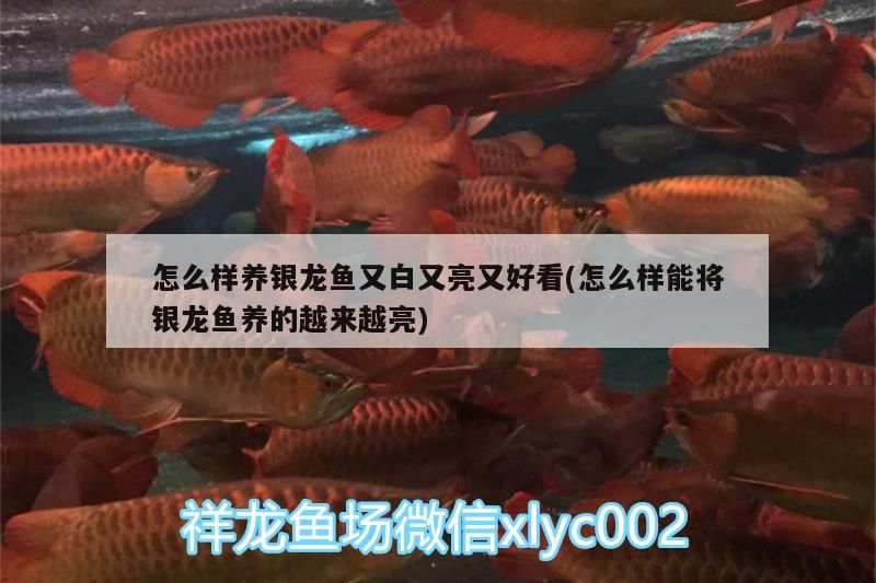 怎么樣養銀龍魚又白又亮又好看(怎么樣能將銀龍魚養的越來越亮)