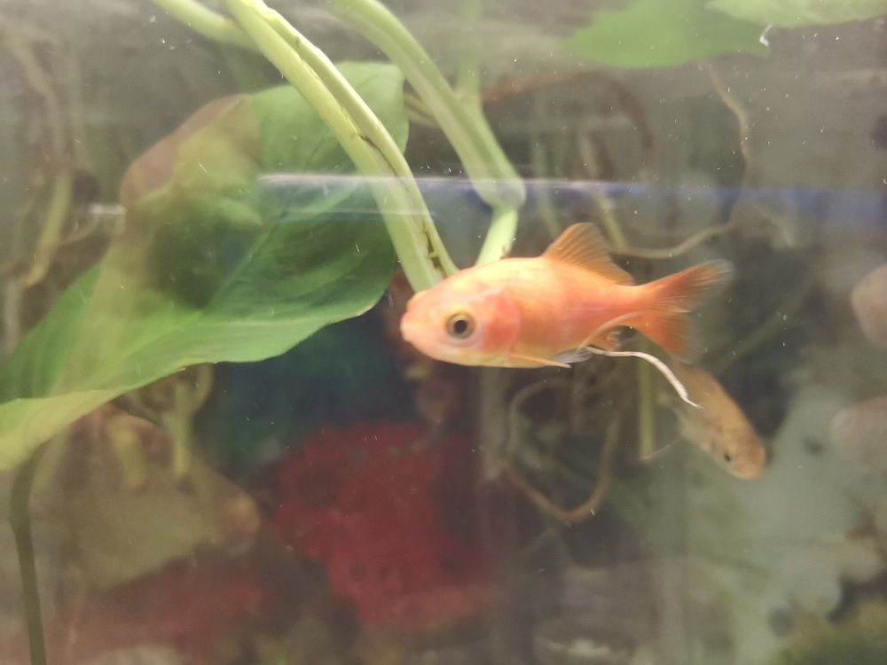 銀龍魚跳出魚缸會死嗎（我家養(yǎng)的銀龍魚突然的往水族箱外面蹦，而且）