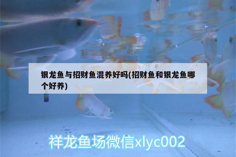 銀龍魚與招財魚混養好嗎(招財魚和銀龍魚哪個好養)