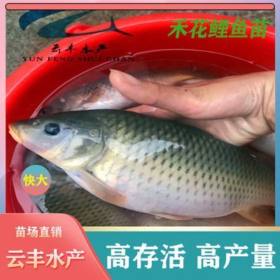 廣東淡水觀賞魚(yú)有哪些（廣東淡水觀賞魚(yú)養(yǎng)護(hù)廣東淡水觀賞魚(yú)養(yǎng)護(hù)廣東淡水觀賞魚(yú)市場(chǎng)）