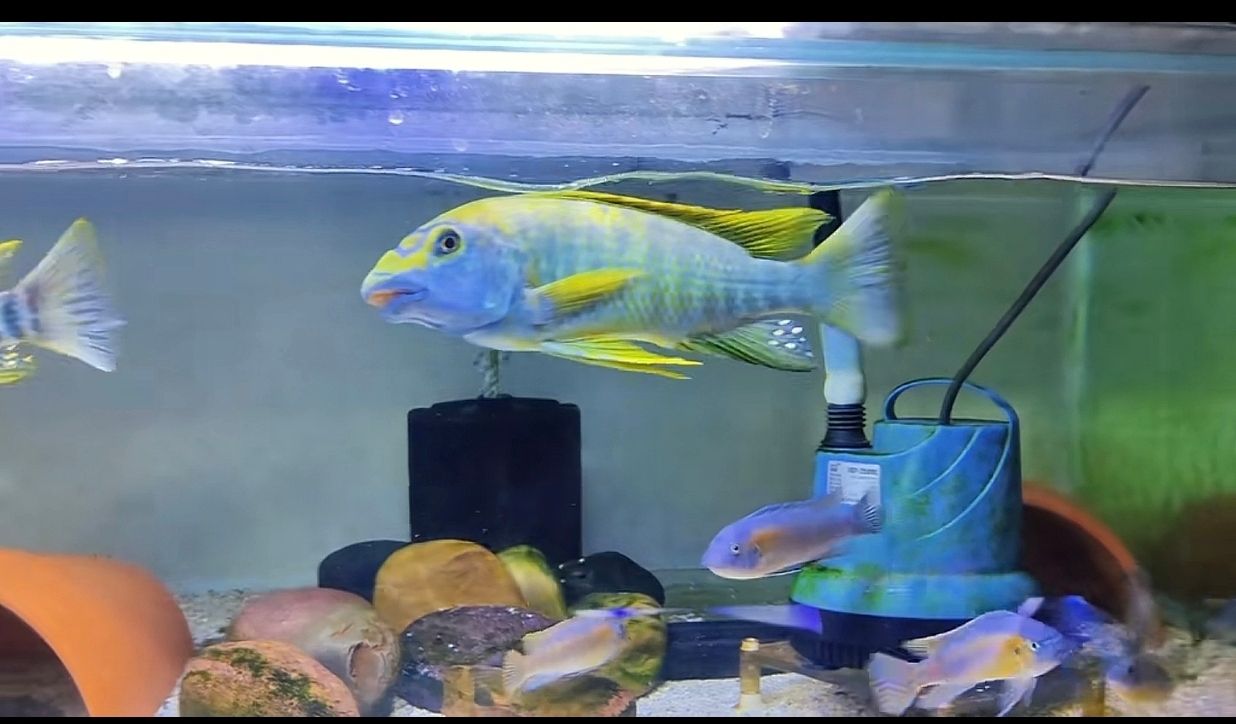 龍王